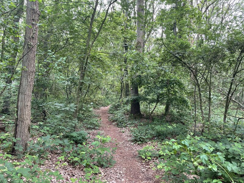 foto van een pad door een bos